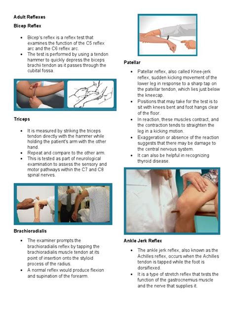 Adult Reflexes Bicep Reflex Download Free Pdf Arm Musculoskeletal System