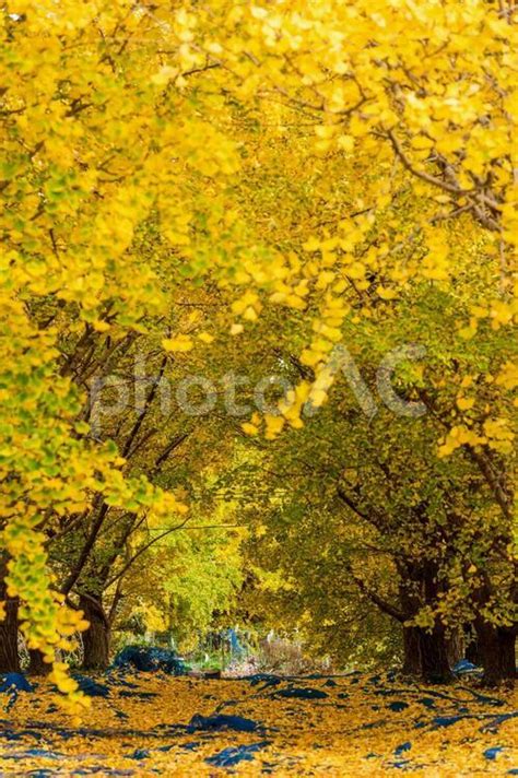 愛知 そぶえイチョウ黄葉まつり【イチョウ】 No 4400554｜写真素材なら「写真ac」無料（フリー）ダウンロードok