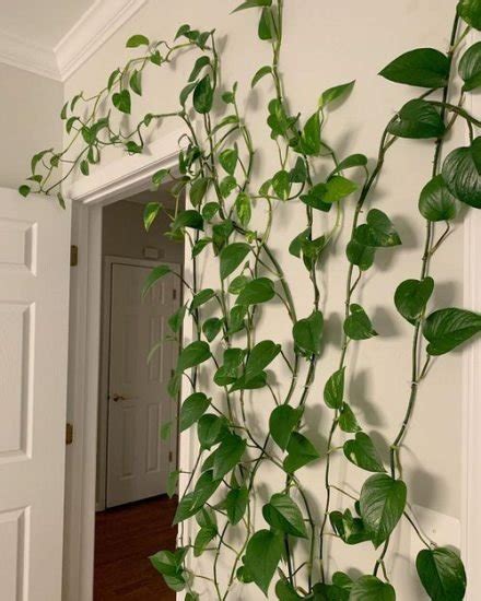 38 Stunning Pothos Wall Decor Ideas How To Decorate With Pothos