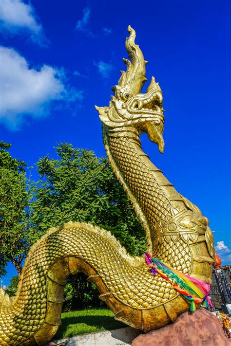 images big cobra king  nagas view biggest golden