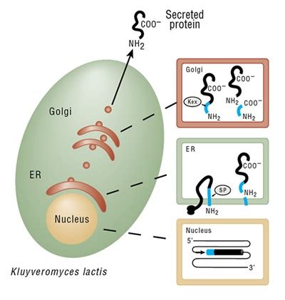 Protein Expression in Yeast | NEB