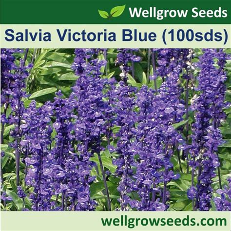 Flower Seeds Salvia Victoria Blue Mealy Cup Sage Seeds Not