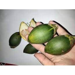 Jual Buah Pinang Muda Atau Buah Jambe Muda Masih Fres Hijau Shopee