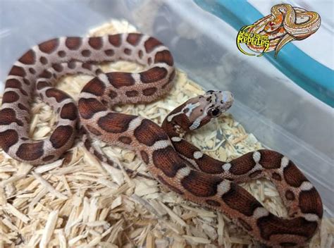 Microscale Corn Snake Traits Morphpedia