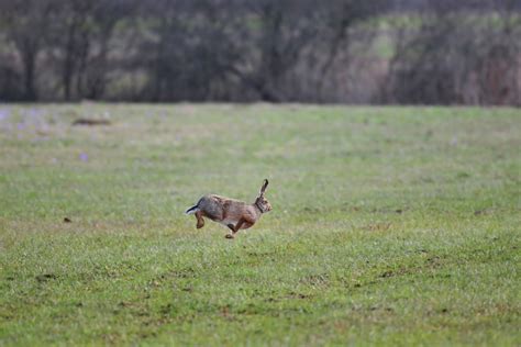 How High Can A Rabbit Jump? - Our Lovely Rabbits