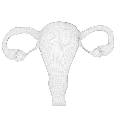 Female Reproductive System 3d Model Turbosquid 2031690