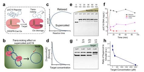 Ratiometric Crispr Cas A Assay Using Plasmid Reporters A Schematic