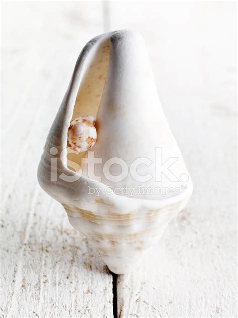 sea shell   stock photo royalty  freeimages
