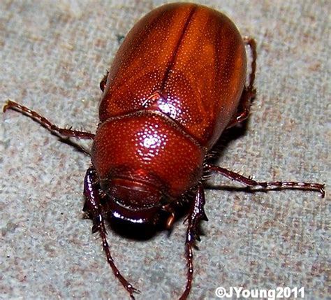 South African Photographs: Beetle identification