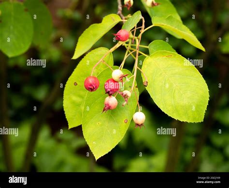 Juneberry Or Snowy Mespilus Amelanchier Lamarkii Close Up Of Small