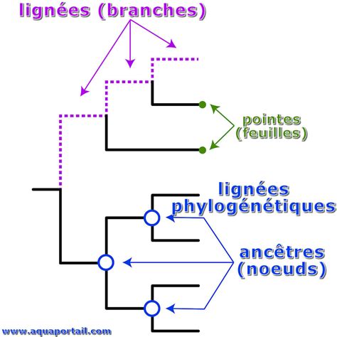 Lign E D Finition Et Explications