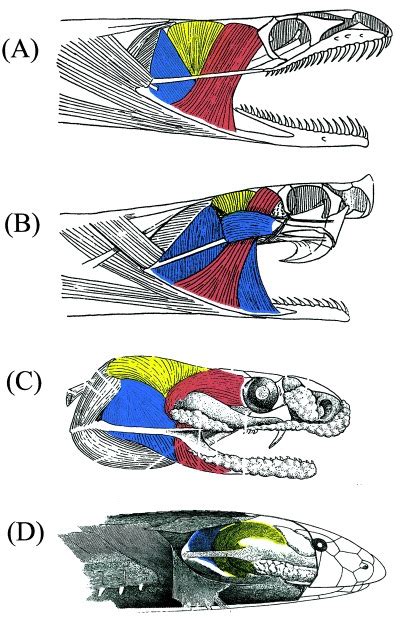 Snake Head Muscles