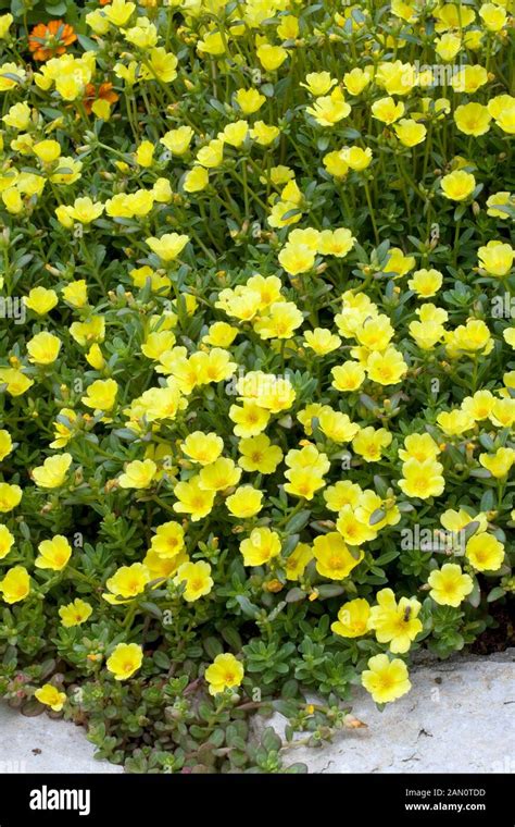 Portulaca Oleracea Rio Yellow Stock Photo Alamy