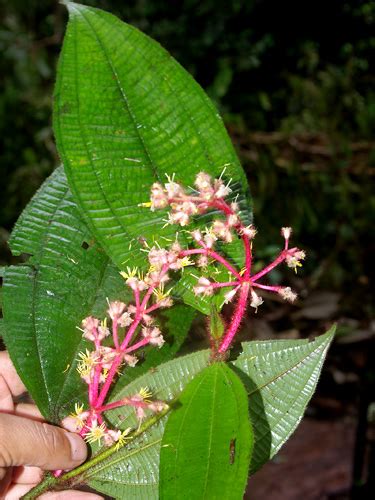 tococa  plant   field museum