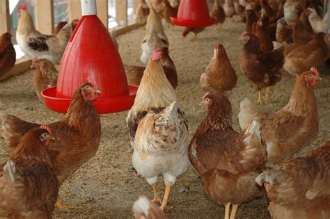 Fotos Gratis Pájaro Pollo Fauna Aves De Corral Galliformes