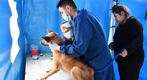 As Finalizaron Las Jornadas De Esterilizaci N Felina Y Canina En Sibat