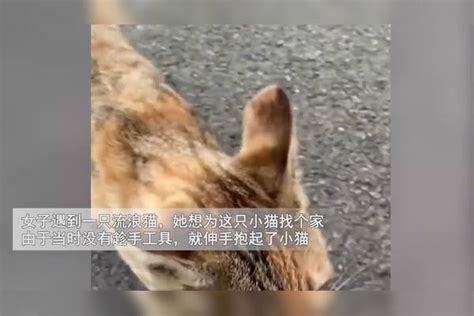 女子徒手抱流浪猫不慎被抓伤，无奈笑称：“喜提五针狂犬疫苗”