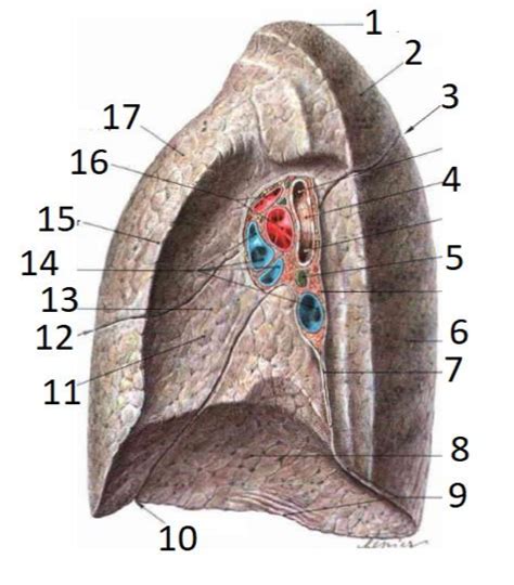 Right Lung 2 Diagram Quizlet