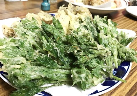 【レシピ／野草】新芽が美味しい！ヨモギの葉を摘んで天ぷらでいただきます！ しぜんらぼ