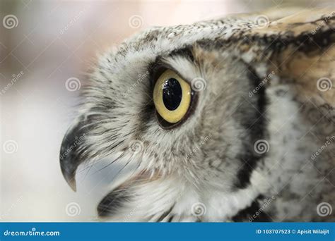 Close up the Owl eyes. stock image. Image of bill, greenland - 103707523