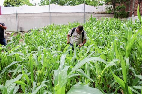 Aplica Agricultura Técnicas Sustentables Para El Control De Plagas Del Maíz Quadratín Michoacán