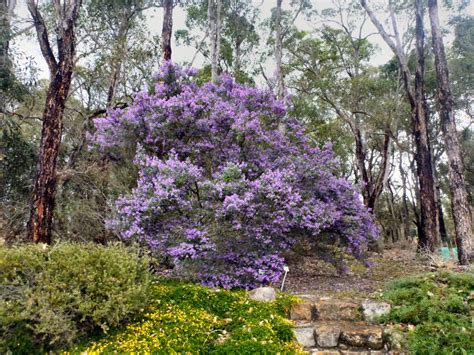 Australian Native Shrubs | Gardening With Angus