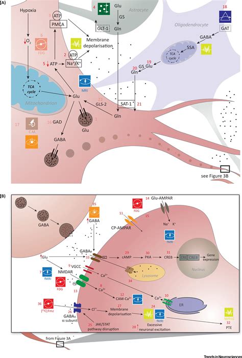 Multimodal Imaging Of Neurometabolic Pathology Due To Traumatic Brain