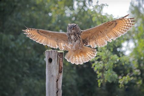 Trauerkraut On Twitter My Today S Birdsofprey Are Eurasian Eagle