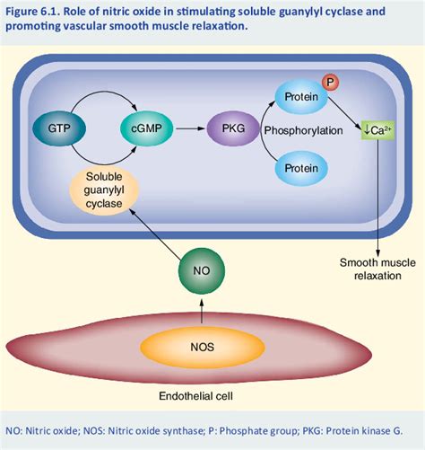 Nitric Oxide Cgmp Pathway