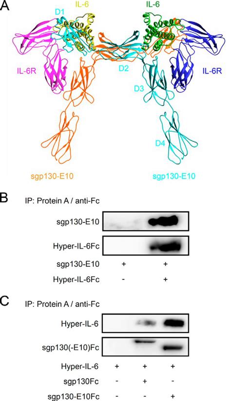 Alternative Intronic Polyadenylation Generates The Interleukin 6 Trans