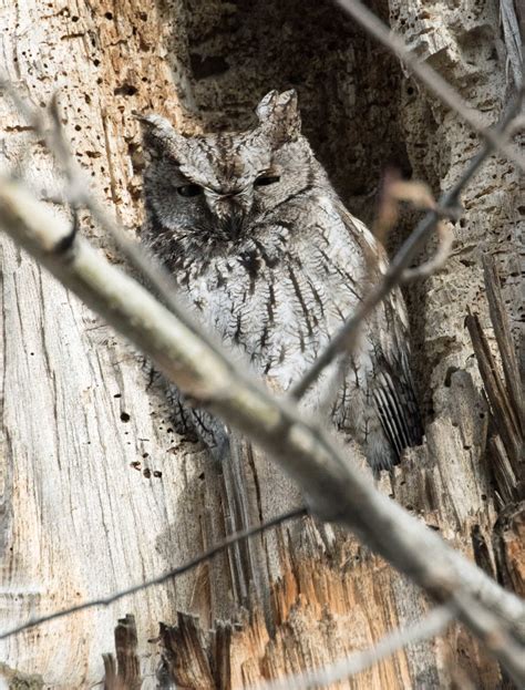 Make 2020 a Year of Saving Birds! | FatherSonBirding
