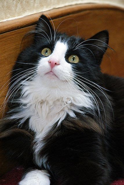 Pin By R2 On ️ Cats Tuxedo Tabbies Cute Cats Pretty Cats