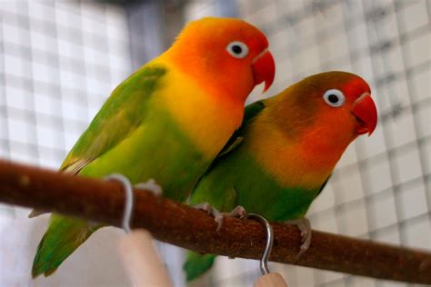 Fischer's Lovebird: Housing, Pet Care, Temperament, Pictures | Singing Wings Aviary