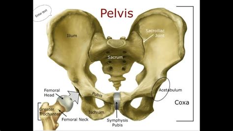 Ischial Spine Anatomy