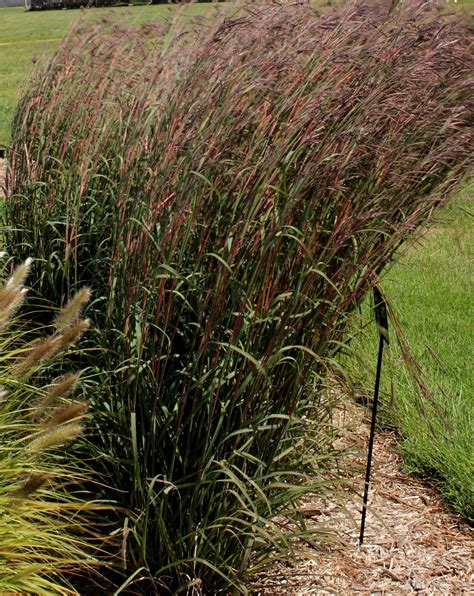 Big Bluestem Grass - Jeffries Nurseries