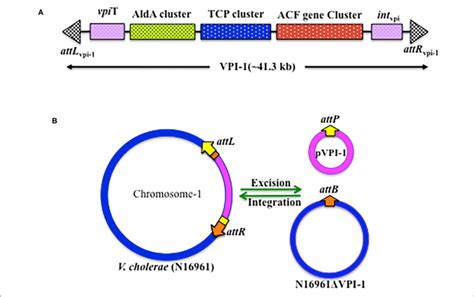 Genetic Organization Of Vpi 1 A Schematic Representation Of The Download Scientific