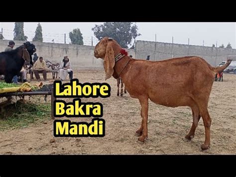 Update Lahore Bakra Mandi Shahpur Kanjra Beetal Goat S 2023 YouTube