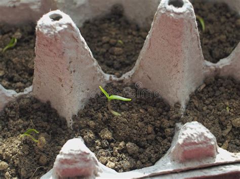 135 Grow Seedlings Egg Carton Stock Photos - Free & Royalty-Free Stock Photos from Dreamstime