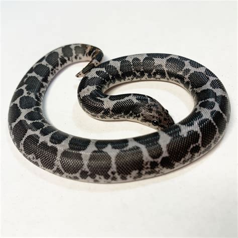 Anery Het Snow Kenyan Sand Boa By Mystic Box Reptiles Morphmarket