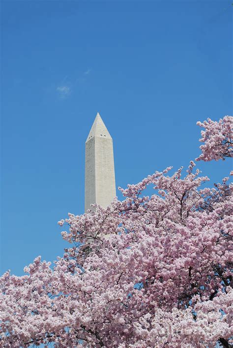 Washington Monument with Cherry Blossoms Photograph by DejaVu Designs ...