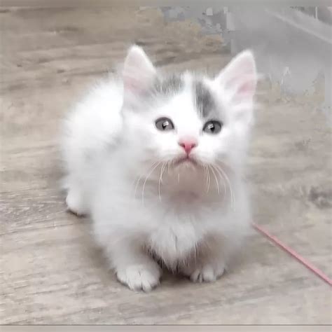 Olivia Munchkin Cat Female Reserved 3450 Meowoff Kittens For Sale In Chicago