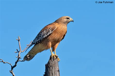 Red Shouldered Hawk Joe Fuhrman Photography