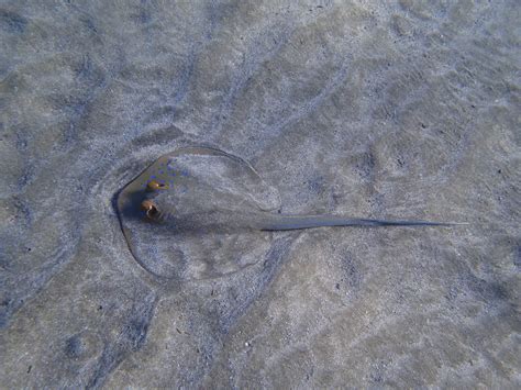 Sharm El-Lolli From Shore - Scuba Dive Sea