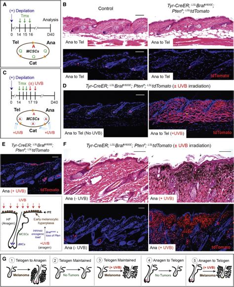 Melanocyte Stem Cell Activation And Translocation Initiate Cutaneous