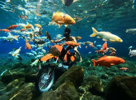 Sensasi Spot Underwater Selfi Di Umbul Ponggok Klaten Jateng Live