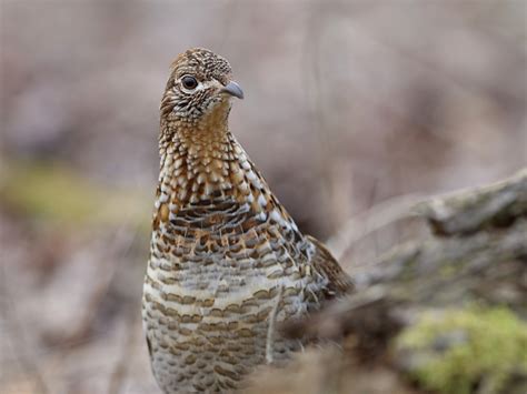 What Pa Is Doing To Help State Bird Recover From Devastating Virus