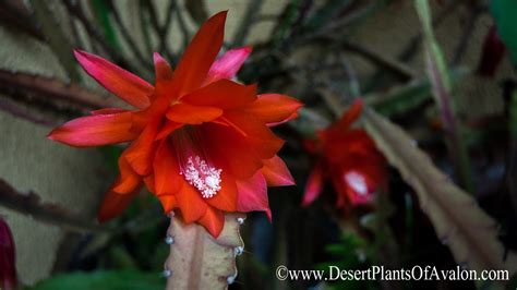 My Epiphyllum Ackermannii Orchid Cactus In Bloom Disocactus