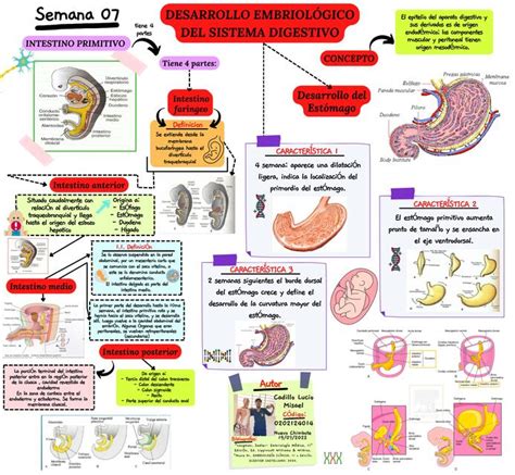 Desarrollo Embriol Gico Del Sistema Digestivo Udocz