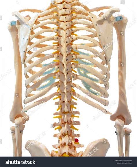 bone structure human body isolated white stock photo