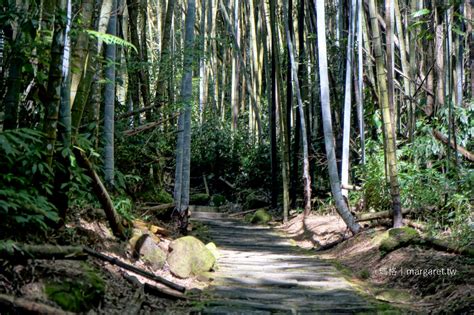 阿里山咖啡之旅。9個部落5條一日遊路線｜北緯235度的世界水準 瑪格。圖寫生活